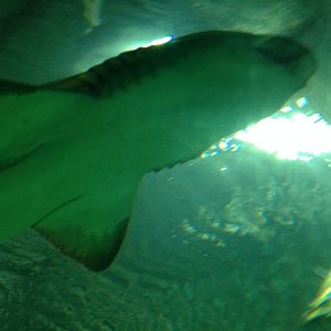 Sand Tiger Shark at Blue Planet Aquarium - 05/10/2013
