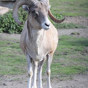 Marco Polo Argali / Marco Polo Sheep (Ovis ammon polii)