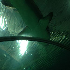 Sand Tiger Shark at Blue Planet Aquarium - 05/10/2013
