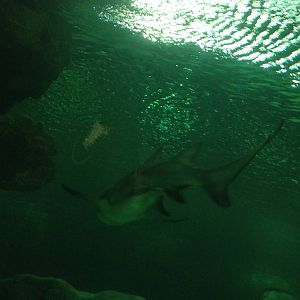 Lemon Shark at Blue Planet Aquarium - 05/10/2013