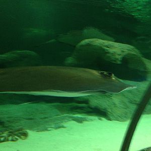 Southern Stingray at Blue Planet Aquarium - 05/10/2013