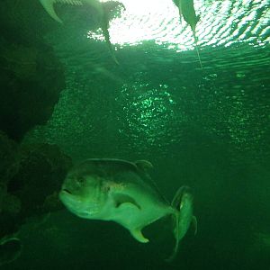 Crevalle Jack at Blue Planet Aquarium - 05/10/2013