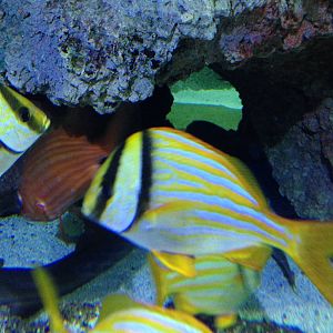 Porkfish at Blue Planet Aquarium - 05/10/2013