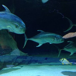 Crevalle Jack at Blue Planet Aquarium - 05/10/2013
