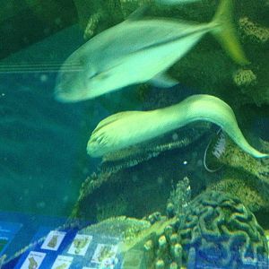 Laced Moray (?) at Blue Planet Aquarium - 05/10/2013