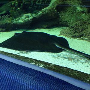 Southern Stingray at Blue Planet Aquarium - 05/10/2013