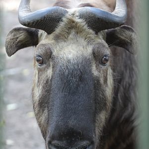 Mishmi Takin (Budorcas taxicolor)