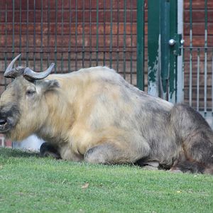Sichuan Takin (Budorcas tibetana)
