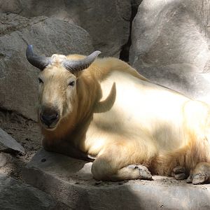 Golden Takin (Budorcas bedfordi)