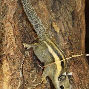 Himalayan Striped Squirrel (Tamiops mcclellandii)