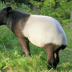Young Malayan tapir; London Zoo; 6th October 2013