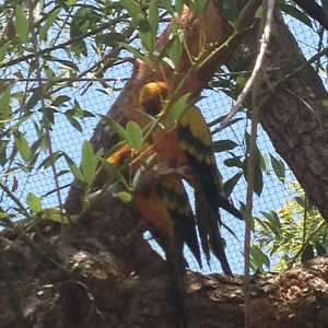Sun Conure (Aratinga solstitialis)