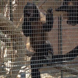 Crested capuchin (Sapajus robustus)