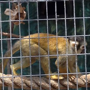 Bolivian squirrel monkey (Saimiri boliviensis)