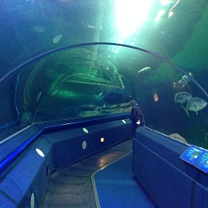 General View of the Underwater Aquatunnel at Blue Planet Aquarium - 05/10/2
