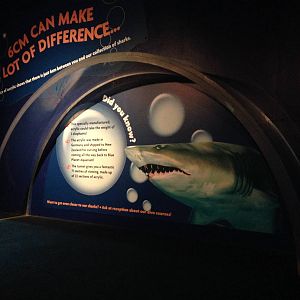 Underwater Aquatunnel Glass Thickness at Blue Planet Aquarium - 05/10/2013