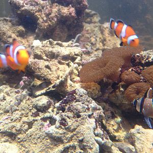 Clownfish and Cardinalfish at Blue Planet Aquarium - 05/10/2013