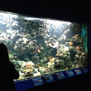 Red Sea Tank at Blue Planet Aquarium - 05/10/2013
