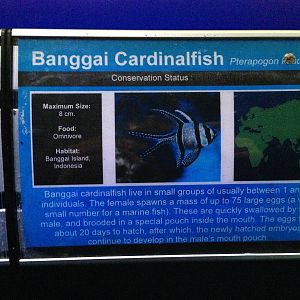 Banggai Cardinalfish Signage at Blue Planet Aquarium - 05/10/2013