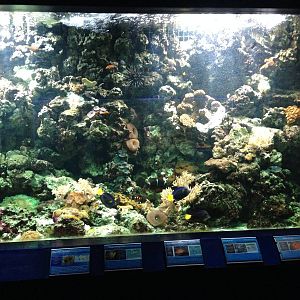 Red Sea Tank at Blue Planet Aquarium - 05/10/2013