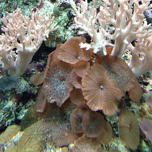 Meat Coral at Blue Planet Aquarium - 05/10/2013