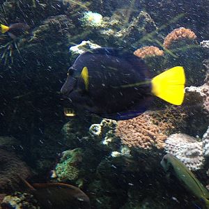 Yellowtail Tang at Blue Planet Aquarium - 05/10/2013