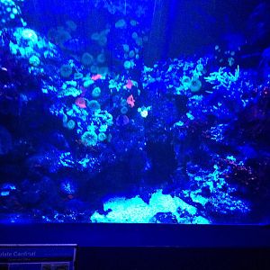 Orbiculate Cardinal Tank at Blue Planet Aquarium - 05/10/2013