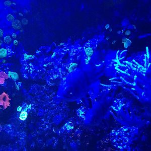 Orbiculate Cardinal Tank at Blue Planet Aquarium - 05/10/2013