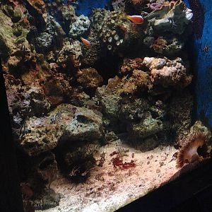 Reef Magic Tank at Blue Planet Aquarium - 05/10/2013