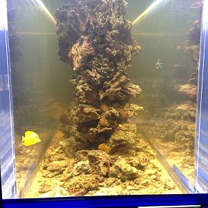 Reef Tank at Blue Planet Aquarium - 05/10/2013