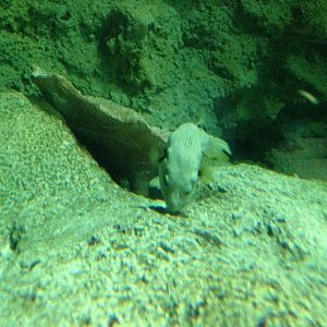 Puffer at Blue Planet Aquarium - 05/10/2013