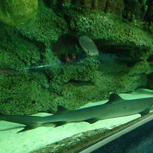 Whitetip Reef Shark at Blue Planet Aquarium - 05/10/2013