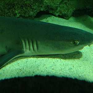 Whitetip Reef Shark at Blue Planet Aquarium - 05/10/2013