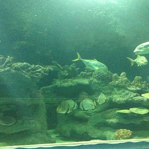 General View of the Caribbean Reef Exhibit at Blue Planet Aquarium - 05/10/