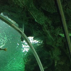 Underwater Aquatunnel at Blue Planet Aquarium - 05/10/2013