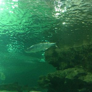 Atlantic Tarpon at Blue Planet Aquarium - 05/10/2013
