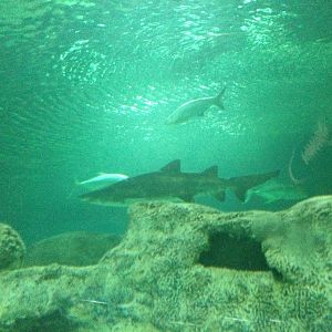 General View of the Caribbean Reef Exhibit at Blue Planet Aquarium - 05/10/