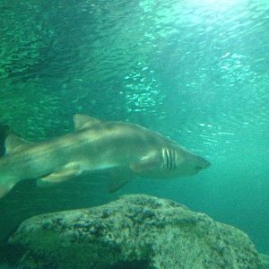 Sand Tiger Shark at Blue Planet Aquarium - 05/10/2013