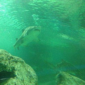 Sand Tiger Shark at Blue Planet Aquarium - 05/10/2013