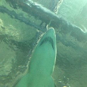 Sand Tiger Shark at Blue Planet Aquarium - 05/10/2013