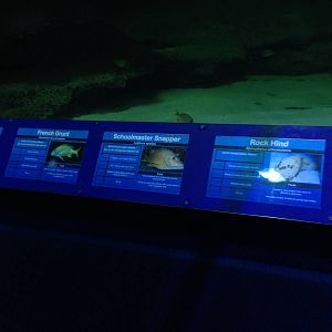 Underwater Aquatunnel / Caribbean Reef Exhibit Signage at Blue Planet Aquar