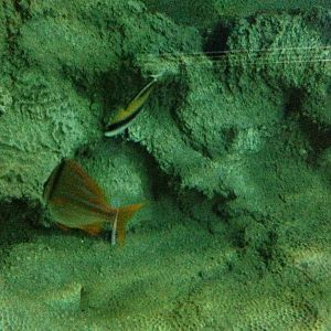 Caribbean Reef Exhibit at Blue Planet Aquarium - 05/10/2013