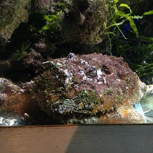 Common Stonefish at Blue Planet Aquarium - 05/10/2013