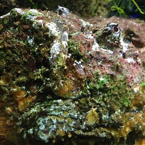 Common Stonefish at Blue Planet Aquarium - 05/10/2013