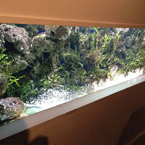 Stonefish / Upside-down Jellyfish Tank at Blue Planet Aquarium - 05/10/2013