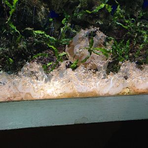 Upside-down Jellyfish at Blue Planet Aquarium - 05/10/2013