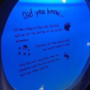 Jellyfish Tank at Blue Planet Aquarium - 05/10/2013