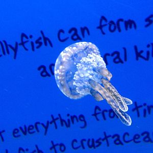 Jellyfish at Blue Planet Aquarium - 05/10/2013