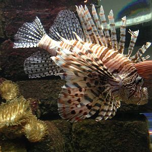 Lionfish at Blue Planet Aquarium - 05/10/2013