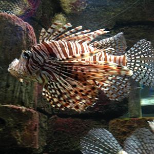 Lionfish at Blue Planet Aquarium - 05/10/2013